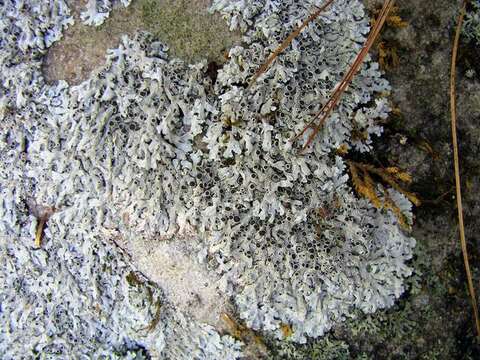 Image of rosette lichen