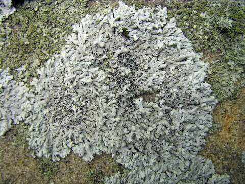 Image of rosette lichen