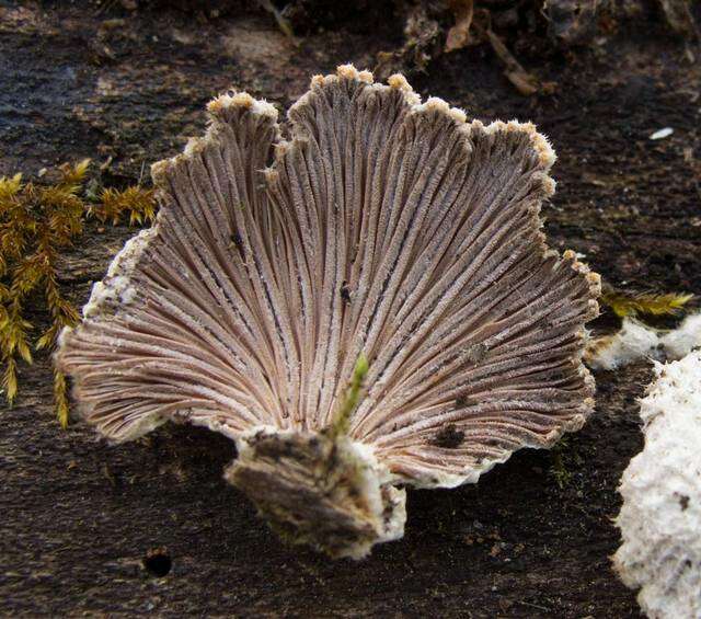 Image of Schizophyllaceae