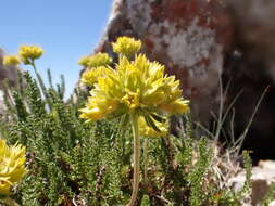 Image de Ivesia gordonii (Hook.) Torr. & Gray