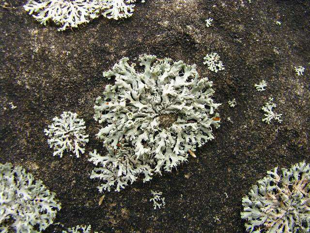 Image of Lecanoromycetidae