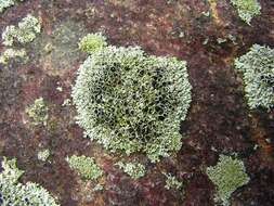 Image of Hale's rosette lichen