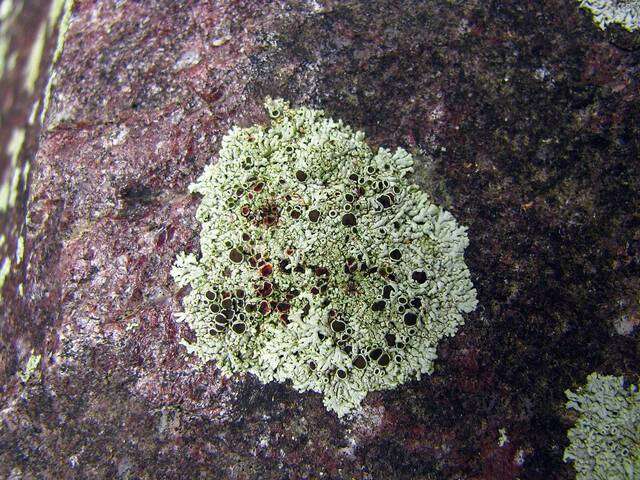 Image of Hale's rosette lichen