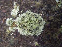 Image of Hale's rosette lichen