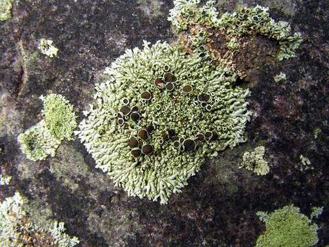 Image of Hale's rosette lichen