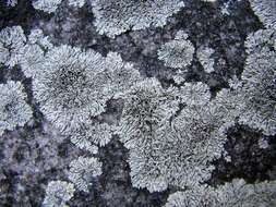 Image of Hale's rosette lichen