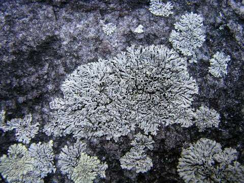 Image of Hale's rosette lichen