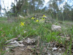 Image of Tricoryne elatior R. Br.