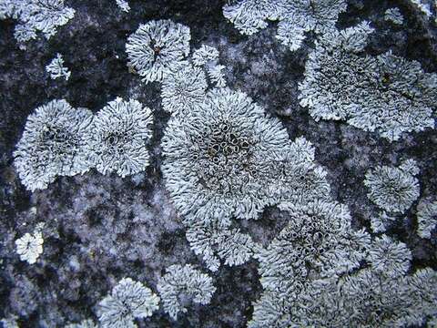 Image of Hale's rosette lichen