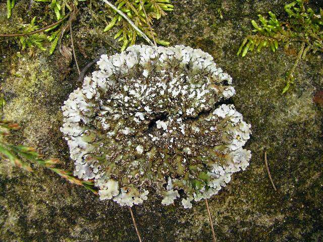 Image of Physconia leucoleiptes (Tuck.) Essl.