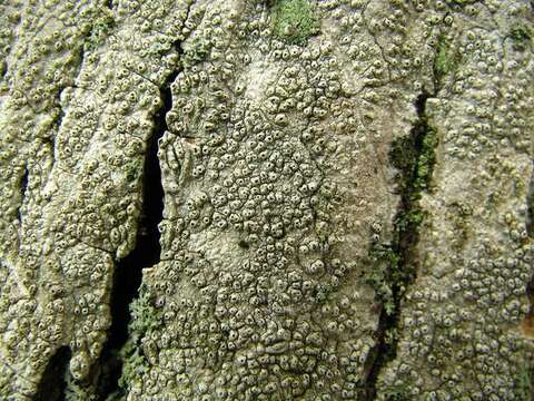 Image of pore lichen