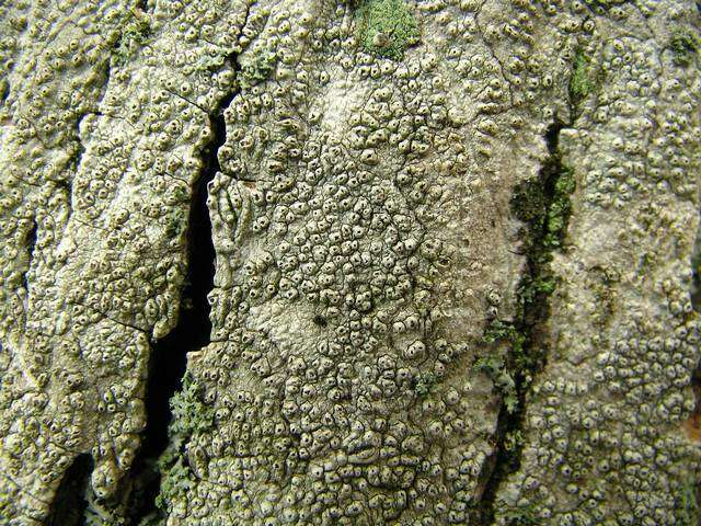 Imagem de Pertusaria pustulata (Ach.) Duby