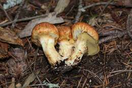 Image of Suillus caerulescens A. H. Sm. & Thiers 1964