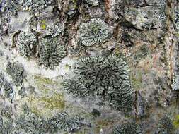 Image of Shadow lichens