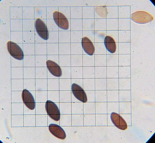 Panaeolus resmi