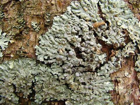 Image of rosette lichen