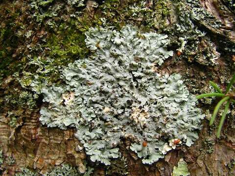 Image of rosette lichen