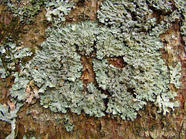 Image of rosette lichen