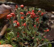 Слика од Cladonia cristatella Tuck.