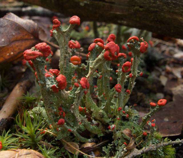 Image of cup lichen