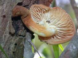 Plancia ëd Flammulina lupinicola (Redhead & R. H. Petersen) C. Hahn 2016