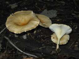 Слика од Clitocybe