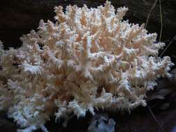 Image of tooth fungi