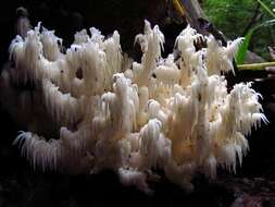 Image of tooth fungi