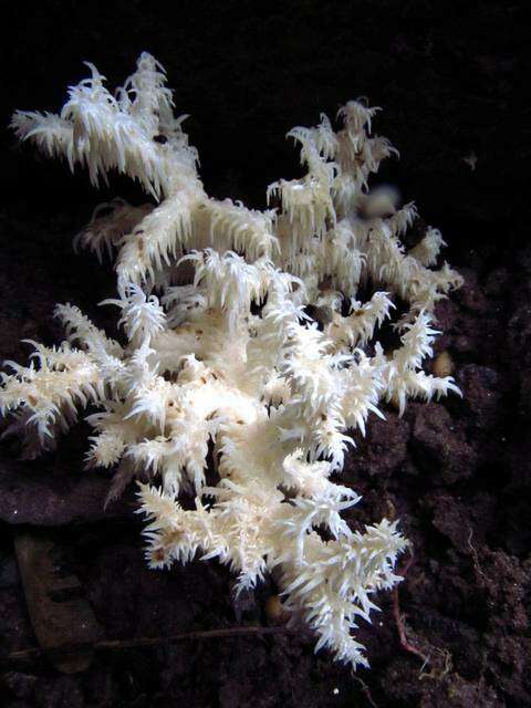 Image of tooth fungi