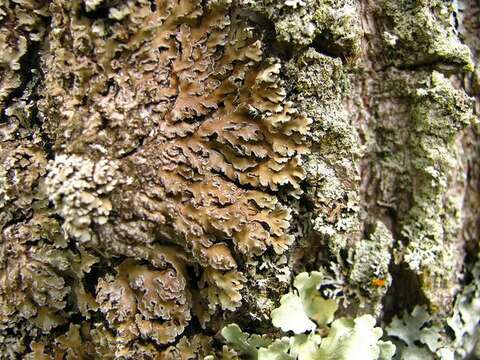 Image of frosted lichen