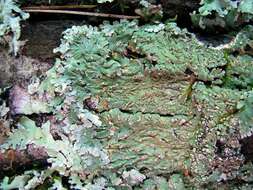 Image of pyxine lichen