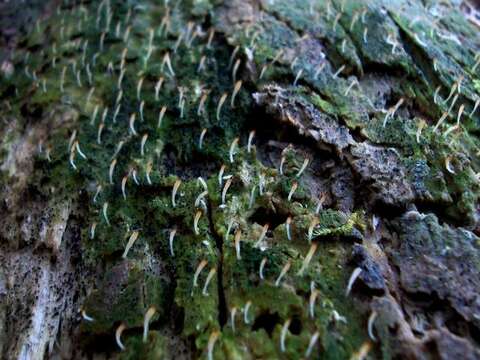 Imagem de Clavulinaceae