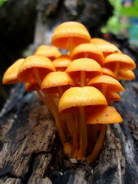 Image of Mycena leaiana (Berk.) Sacc. 1891