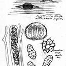 Stemphylium vesicarium (Wallr.) E. G. Simmons 1969 resmi