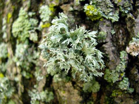 Image of American cartilage lichen