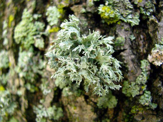 Ramalina americana Hale的圖片