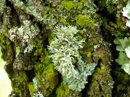 Imagem de Ramalina americana Hale