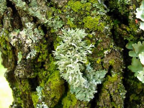 Ramalina americana Hale的圖片