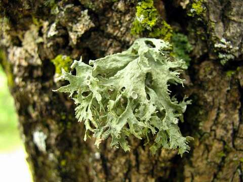 Image of American cartilage lichen