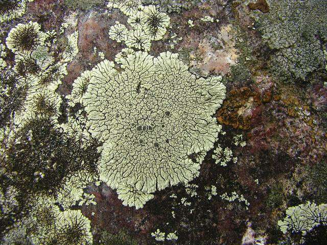 Image of mountain lichen