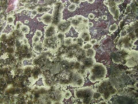 Image of mountain lichen