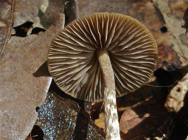 Image of Psilocybe subtropicalis Guzmán 1995