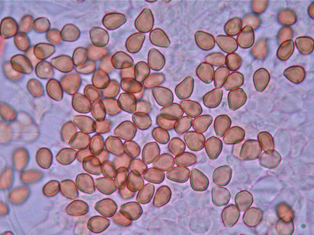 Plancia ëd Psilocybe subtropicalis Guzmán 1995