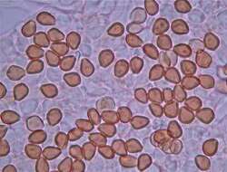 Слика од Psilocybe subtropicalis Guzmán 1995