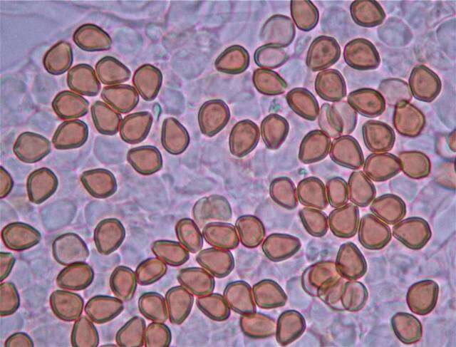 Plancia ëd Psilocybe subtropicalis Guzmán 1995