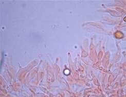 Plancia ëd Psilocybe subtropicalis Guzmán 1995