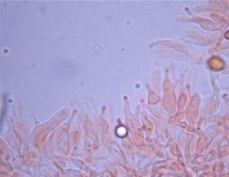 Слика од Psilocybe subtropicalis Guzmán 1995