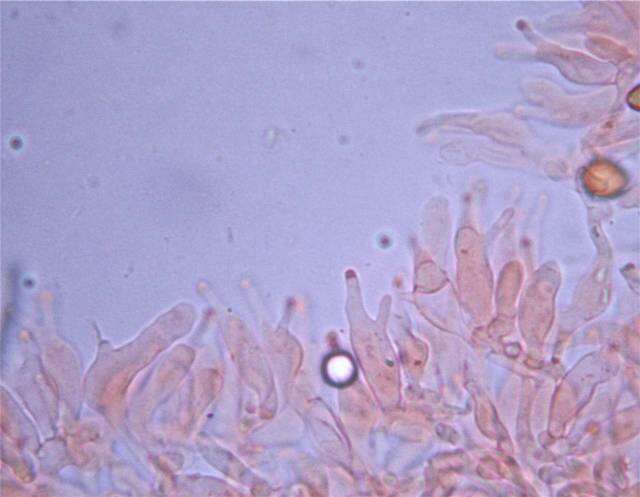 Plancia ëd Psilocybe subtropicalis Guzmán 1995