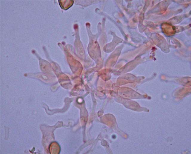 Слика од Psilocybe subtropicalis Guzmán 1995