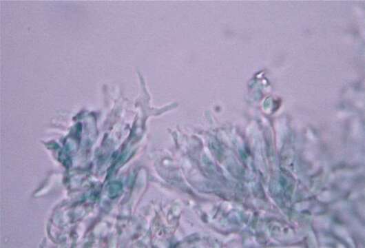 Plancia ëd Psilocybe subtropicalis Guzmán 1995